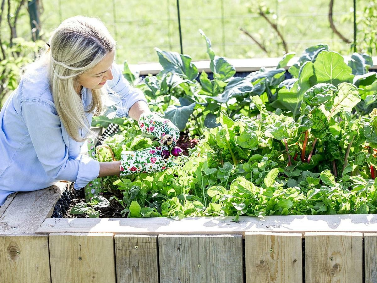 Gärtner können es kaum glauben: Pflanzen wachsen plötzlich doppelt so schnell