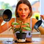 Ein einfacher Fehler zerstört viele Pflanzen — so vermeidest du ihn