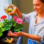 Bananenschalen als Dünger : Ein überraschendes Hausmittel für kräftige Blüten