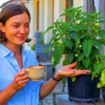 Ein natürlicher Dünger sorgt für sichtbar stärkere Pflanzen