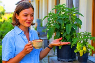 Ein natürlicher Dünger sorgt für sichtbar stärkere Pflanzen