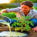 Ein überraschender Küchen-Trick wirkt Wunder im Garten