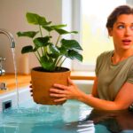 Pflanzen lieben diesen einfachen Trick – Experten erklären warum