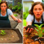Viele machen diesen Gartenfehler – mit überraschenden Folgen für Pflanzen