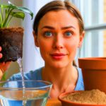 Wenn Pflanzen nicht wachsen, steckt oft dieser Grund dahinter